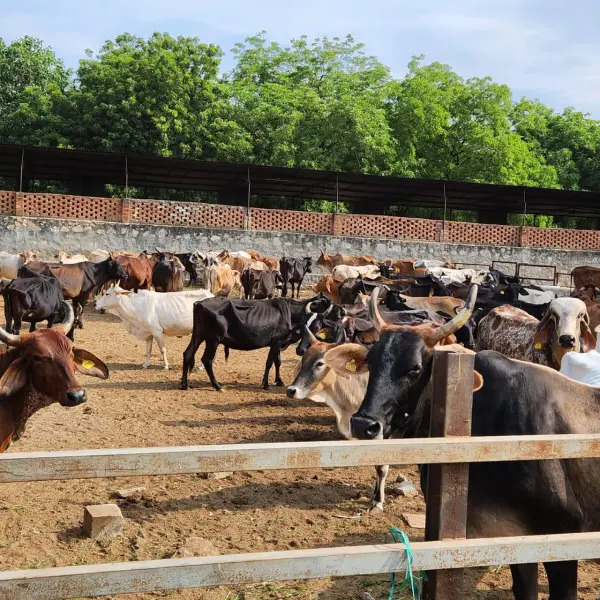 गौशाला में विश्राम करती गौमाताएँ