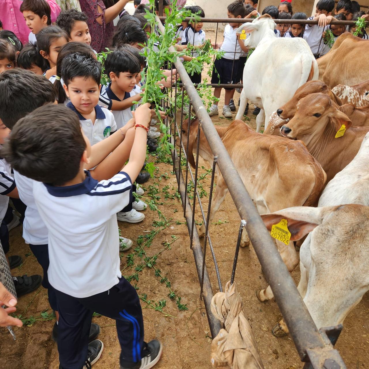 Cow calves at gaushala