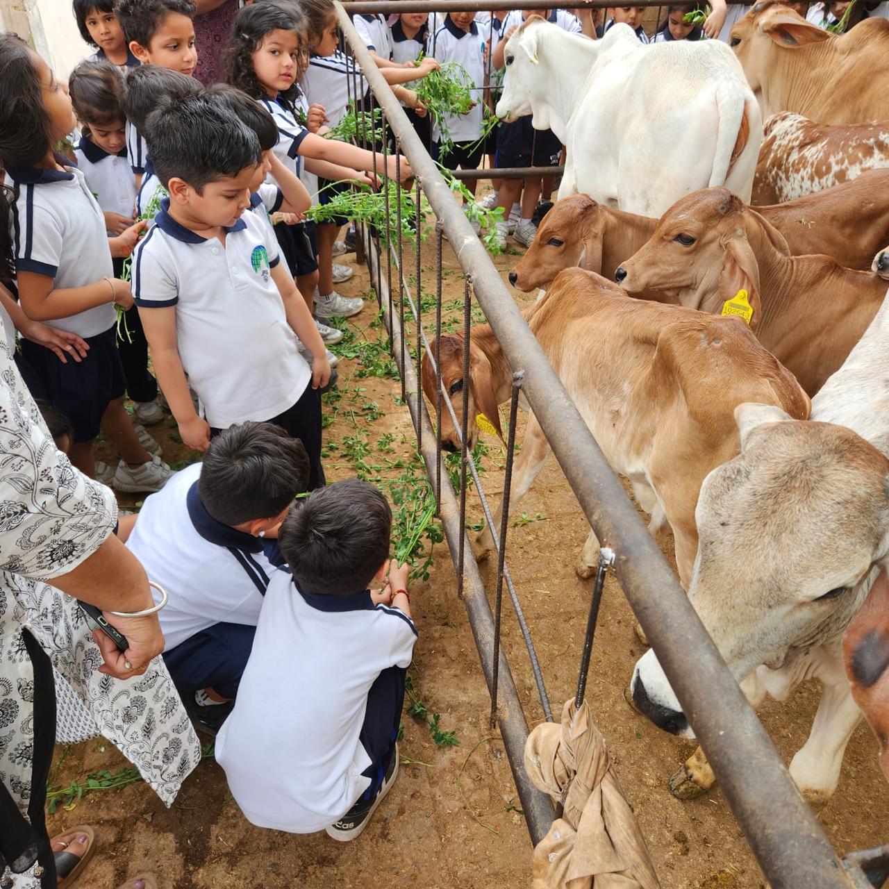 Cow at gaushala