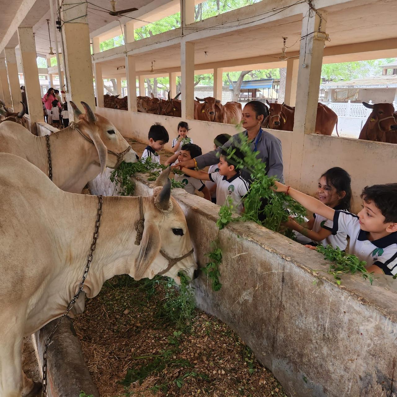 Cow at gaushala