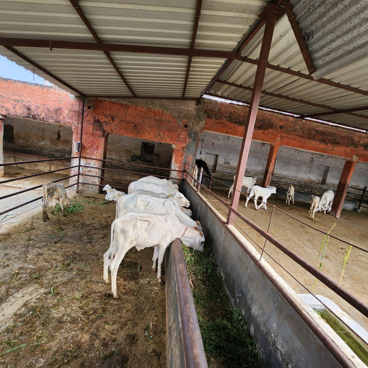 Cow with calf