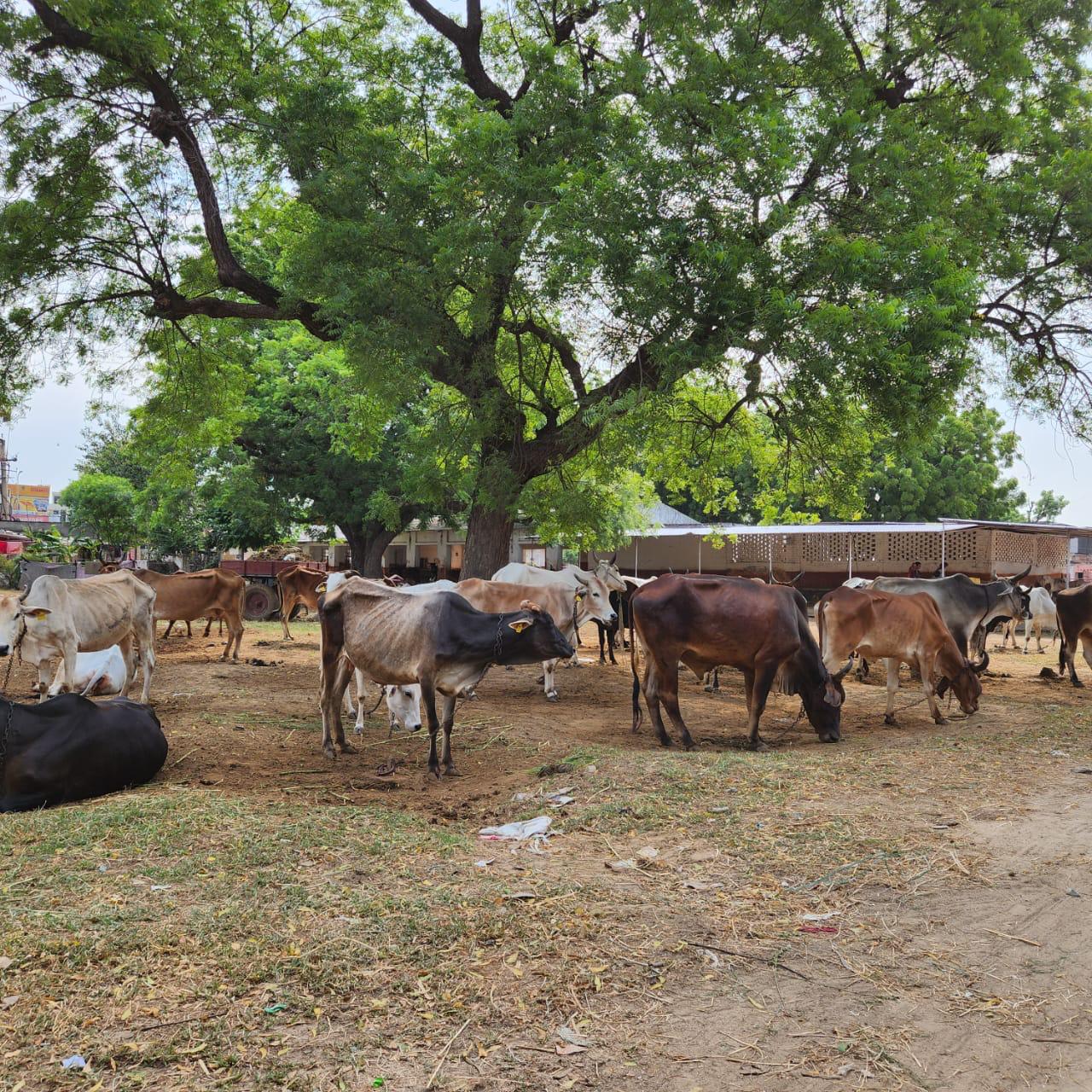 Gaumatas at Pinjrapole Gaushala